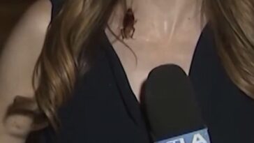 going-viral:-massive-flying-cockroach-crawls-on-ktla-reporter-during-live-shot-in-filthy-los-angeles-–-spencer-pratt-responds-with-fire!-(video)