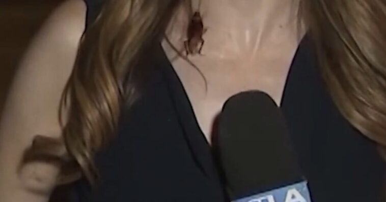 going-viral:-massive-flying-cockroach-crawls-on-ktla-reporter-during-live-shot-in-filthy-los-angeles-–-spencer-pratt-responds-with-fire!-(video)