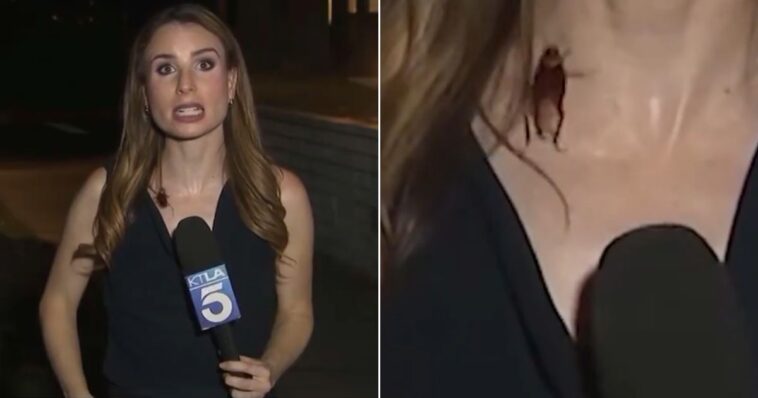 ‘i-knew-it-was-on-me’-–-tv-reporter-somehow-holds-it-together-as-giant-bug-crawls-across-her-chest-while-she’s-on-camera