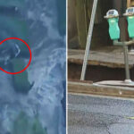 terrifying-moment-woman-swept-away-by-powerful-water-torrent-—-as-two-men-plunge-into-sinkhole-in-west-hollywood