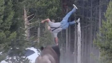 national-park-service-reminds-americans-not-to-approach-bison,-but-if-you-do,-make-sure-someone-captures-a-hilarious-video-of-it