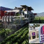 tainted-taco-bell-ingredient-id’d-as-potential-source-of-‘explosive-diarrhea’-parasite,-cyclosporiasis:-report