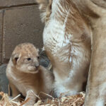 fresno-zoo-gets-4th-of-july-surprise-with-adorable-baby-lion-cubs
