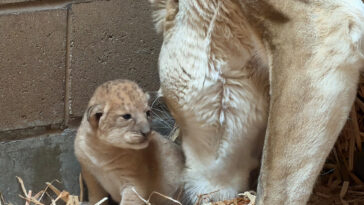 fresno-zoo-gets-4th-of-july-surprise-with-adorable-baby-lion-cubs