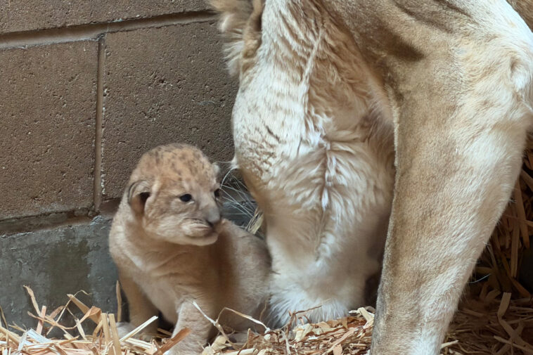 fresno-zoo-gets-4th-of-july-surprise-with-adorable-baby-lion-cubs