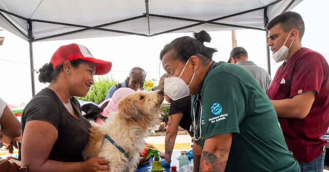 exclusive:-animal-rights-volunteers-treat-hundreds-of-pet-earthquake-victims-in-venezuela