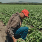 officials:-taco-bell-lettuce-from-mexico-identified-as-one-source-of-diarrhea-causing-illnesses-hitting-us.