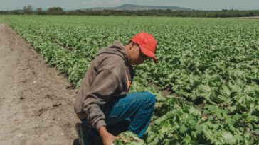 officials:-taco-bell-lettuce-from-mexico-identified-as-one-source-of-diarrhea-causing-illnesses-hitting-us.