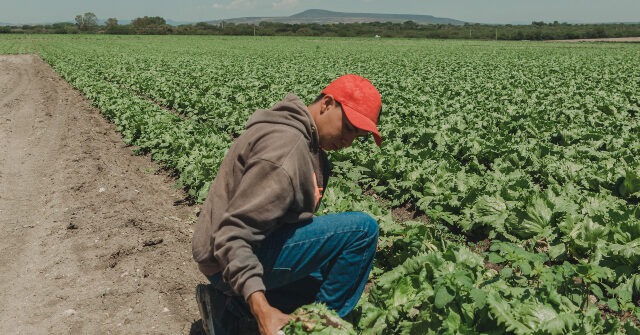 officials:-taco-bell-lettuce-from-mexico-identified-as-one-source-of-diarrhea-causing-illnesses-hitting-us.