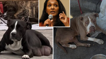 why-angry-animal-advocates-have-become-some-of-nithya-raman’s-loudest-critics