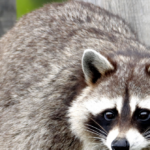watch-—-deformed-raccoon-haunting-seattle-neighborhood-becomes-legend:-‘kind-of-like-bigfoot’