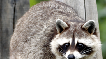 watch-—-deformed-raccoon-haunting-seattle-neighborhood-becomes-legend:-‘kind-of-like-bigfoot’