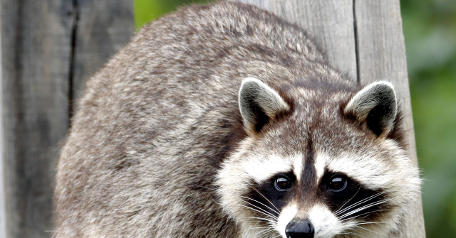 watch-—-deformed-raccoon-haunting-seattle-neighborhood-becomes-legend:-‘kind-of-like-bigfoot’
