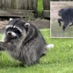 the-‘sad’-truth-about-jimothy,-seattle’s-uber-viral-mutant-raccoon-with-a-short-spine