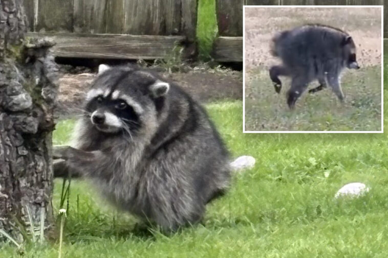 the-‘sad’-truth-about-jimothy,-seattle’s-uber-viral-mutant-raccoon-with-a-short-spine