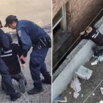 reno-man-charged-in-gruesome-kitten-killing-after-san-francisco-rooftop-arrest