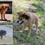 dog-with-same-short-spine-syndrome-as-mutant-raccoon-jimothy-steals-hearts-across-social-media