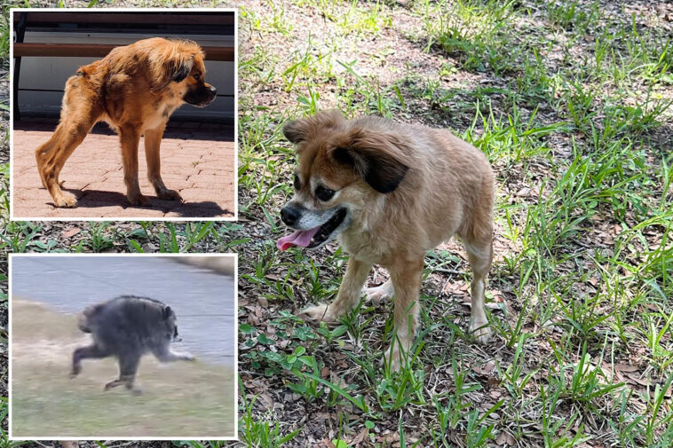 dog-with-same-short-spine-syndrome-as-mutant-raccoon-jimothy-steals-hearts-across-social-media