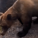 terrified-hikers-face-nightmare-survival-scenario-after-heart-pounding-grizzly-bear-encounter
