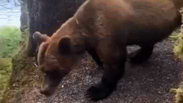 terrified-hikers-face-nightmare-survival-scenario-after-heart-pounding-grizzly-bear-encounter