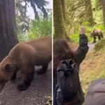 intense-video-captures-moment-group-of-alaskan-hikers-come-face-to-face-with-grizzly-bear-on-trail