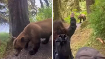 intense-video-captures-moment-group-of-alaskan-hikers-come-face-to-face-with-grizzly-bear-on-trail