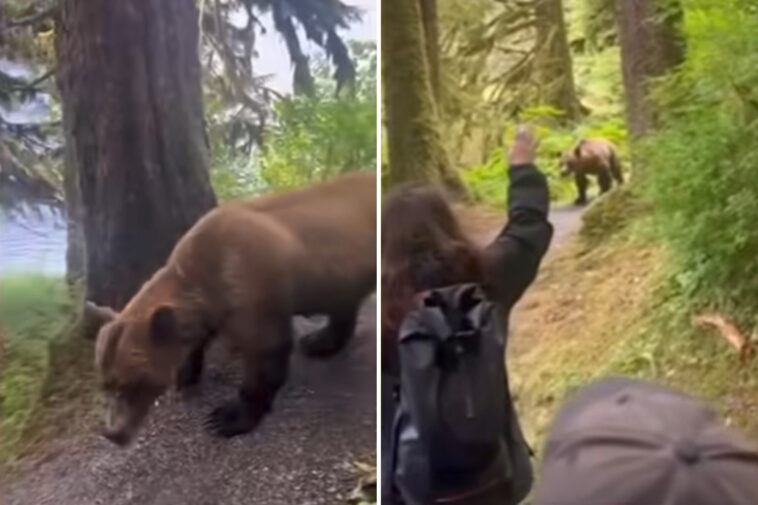 intense-video-captures-moment-group-of-alaskan-hikers-come-face-to-face-with-grizzly-bear-on-trail