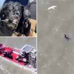lost-pup-found-adrift-in-sf-bay-survives-seagull-attacks-before-‘action-movie’-rescue