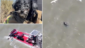 lost-pup-found-adrift-in-sf-bay-survives-seagull-attacks-before-‘action-movie’-rescue
