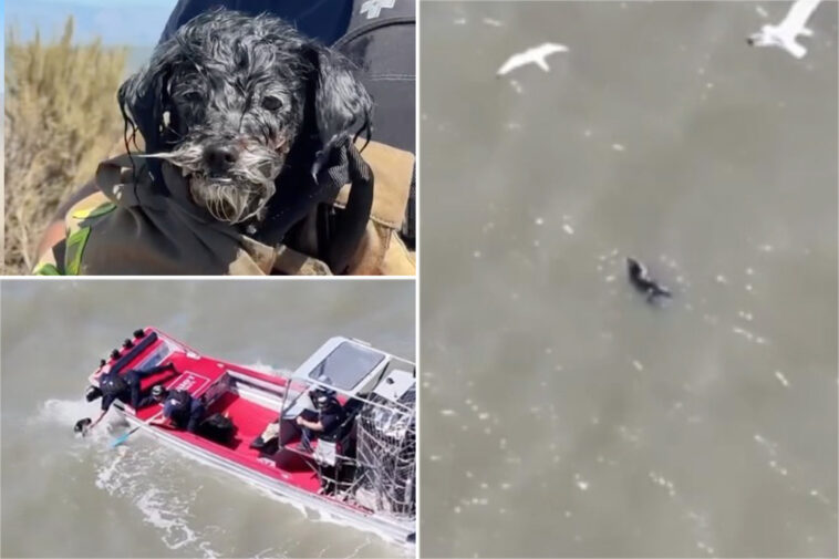 lost-pup-found-adrift-in-sf-bay-survives-seagull-attacks-before-‘action-movie’-rescue
