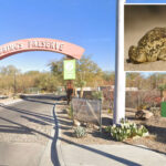 rare-toad-returns-to-las-vegas-spring-for-first-time-in-almost-65-years-—-and-he’s-looking-for-love