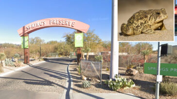 rare-toad-returns-to-las-vegas-spring-for-first-time-in-almost-65-years-—-and-he’s-looking-for-love