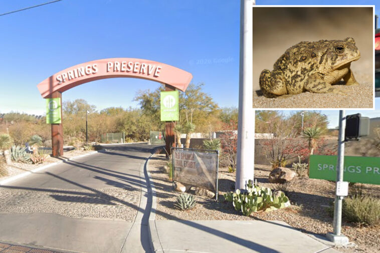 rare-toad-returns-to-las-vegas-spring-for-first-time-in-almost-65-years-—-and-he’s-looking-for-love