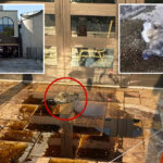 hateful-vandal-hurls-feces-and-motor-oil-at-two-nyc-synagogues