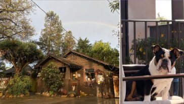 bulldog’s-drowning-sparks-police-probe-at-dog-resort-marketed-as-the-‘disneyland-for-dogs’