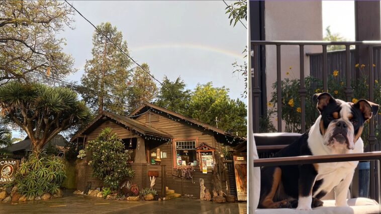 bulldog’s-drowning-sparks-police-probe-at-dog-resort-marketed-as-the-‘disneyland-for-dogs’