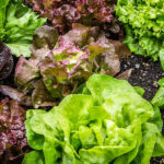 authorities-identify-source-of-nationwide-cyclospora-outbreak:-salad-distributer-used-by-taco-bell