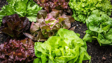authorities-identify-source-of-nationwide-cyclospora-outbreak:-salad-distributer-used-by-taco-bell