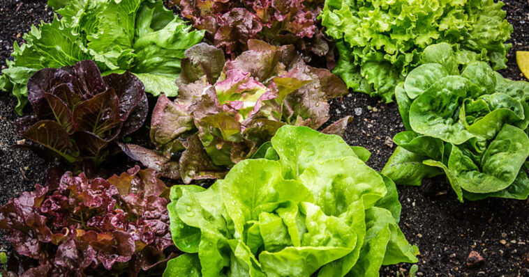 authorities-identify-source-of-nationwide-cyclospora-outbreak:-salad-distributer-used-by-taco-bell