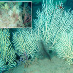 coral-reef-presumed-to-be-dead-is-rediscovered-during-‘big-moment’-in-west-africa