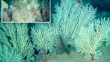 coral-reef-presumed-to-be-dead-is-rediscovered-during-‘big-moment’-in-west-africa
