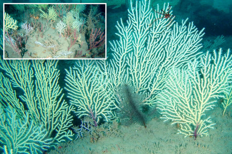 coral-reef-presumed-to-be-dead-is-rediscovered-during-‘big-moment’-in-west-africa