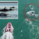 largest-known-bottlenose-dolphin-stranding-off-new-england-coast-prompts-massive-rescue-effort