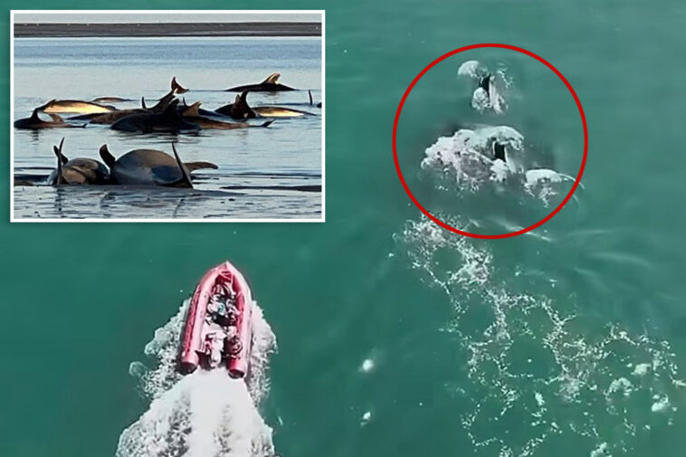 largest-known-bottlenose-dolphin-stranding-off-new-england-coast-prompts-massive-rescue-effort