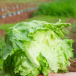 video:-fda-says-claim-that-taylor-farms-lettuce-to-blame-for-diarrhea-outbreak-was-based-on-‘false-positive’-test-results