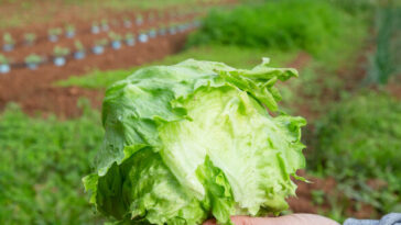video:-fda-says-claim-that-taylor-farms-lettuce-to-blame-for-diarrhea-outbreak-was-based-on-‘false-positive’-test-results