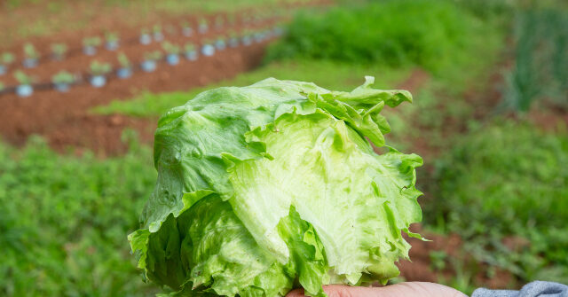 video:-fda-says-claim-that-taylor-farms-lettuce-to-blame-for-diarrhea-outbreak-was-based-on-‘false-positive’-test-results