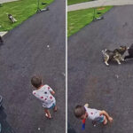 family’s-heroic-dog-fights-off-bear-that-charged-6-year-old-boy:-video