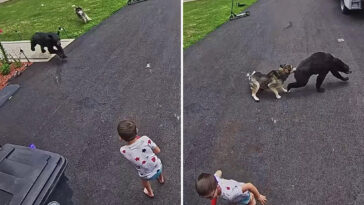family’s-heroic-dog-fights-off-bear-that-charged-6-year-old-boy:-video
