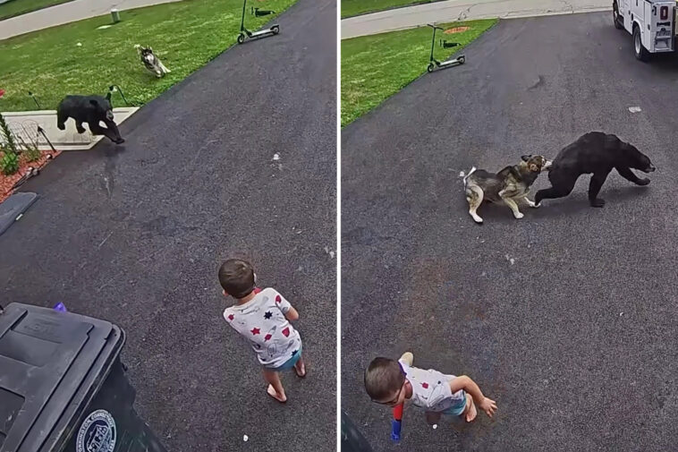 family’s-heroic-dog-fights-off-bear-that-charged-6-year-old-boy:-video